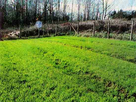 With proper drainage, plantings such as this rye cover crop grow evenly.